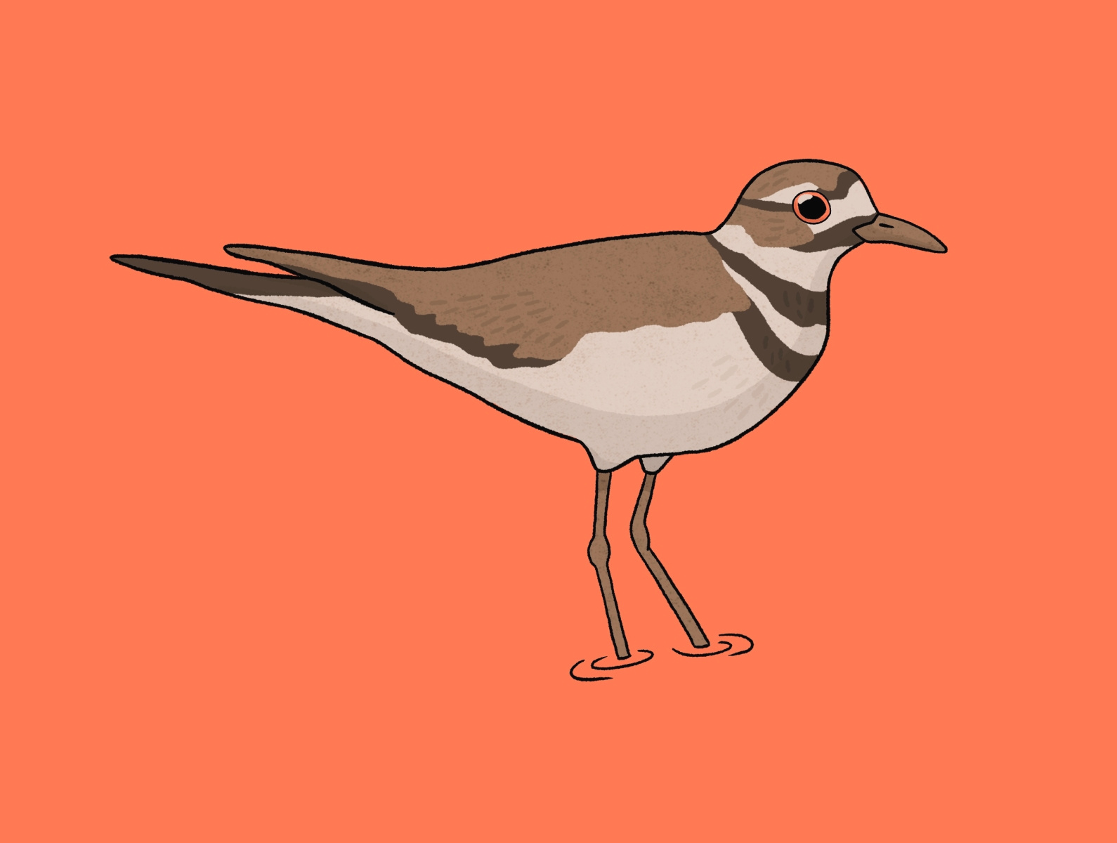 Killdeer bird by Katie Nieland on Dribbble