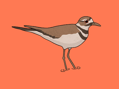 Killdeer bird