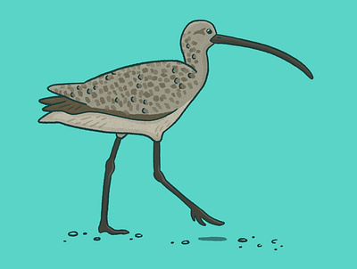 Long-billed curlew art bird digital art drawing illustration nature procreate procreate art