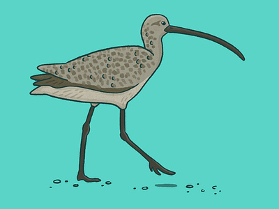 Long-billed curlew