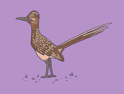 Road runner bird art bird digital art drawing illustration nature procreate procreate art