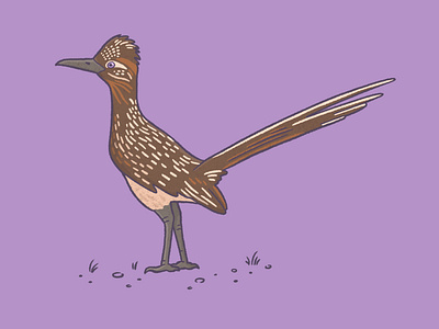 Road runner bird