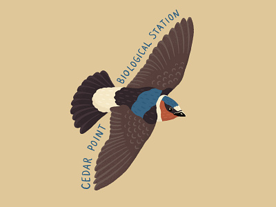 Cliff swallow sticker