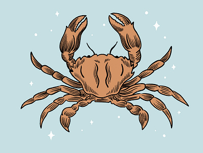 Crab illustration art drawing hand drawn illustration nature