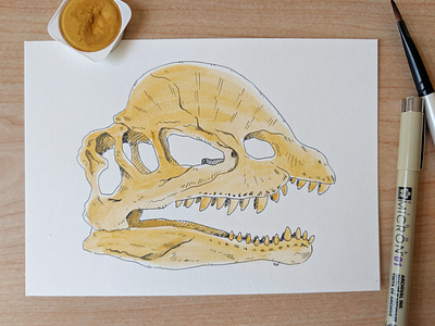 Dilophosaurus skull