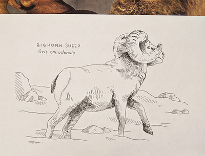 Bighorn sheep drawing art drawing hand drawn illustration ink nature pen