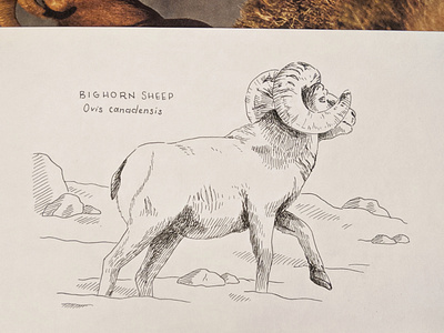 Bighorn sheep drawing