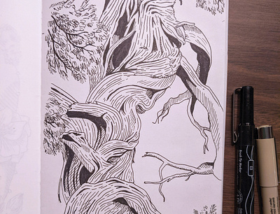 Western cedar tree drawing art drawing hand drawn illustration ink nature pen tree