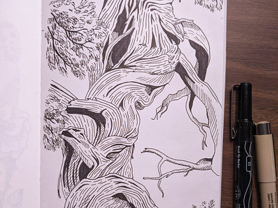Western cedar tree drawing