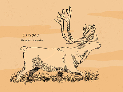 Caribou art digital art digital illustration drawing hand drawn illustration procreate procreate art