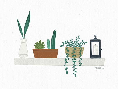 Plants cactus drawing green home illustration leaves nature plants pots