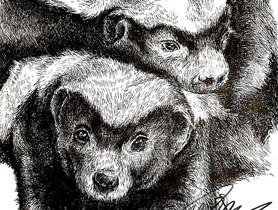 Honey badger illustration 动物 蜜獾