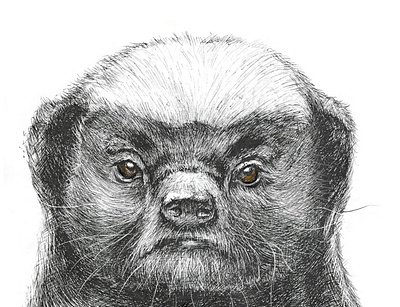 Honey badger illustration