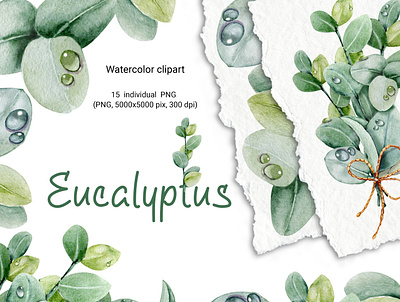 Eucalyptus leaves and bouquet, watercolor clipart акварель букет зелень капли листья роса флора цветы эвкалипт