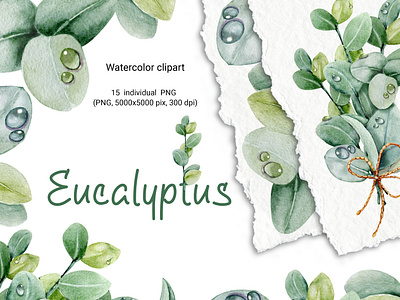 Eucalyptus leaves and bouquet, watercolor clipart