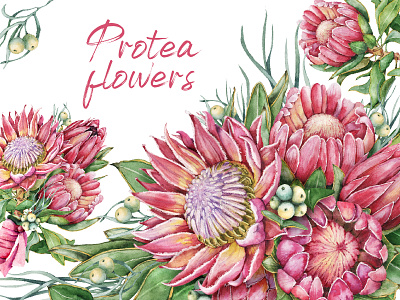 Watercolor protea flowers bouquet clipart design digital paper floral flower frames greenery illustration protea seamless pattern watercolor wreath