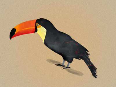 Toucan bird toucan