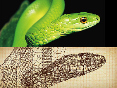 illustrator-Snake adobe illustrator made with