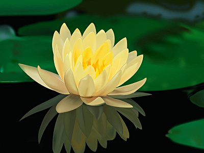 Adobe illustrator-Lotus