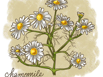 Calming Plants - Chamomile illustration