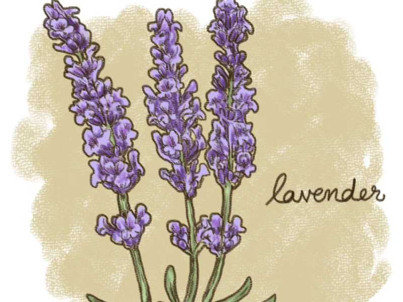 Calming Plants - Lavender illustration