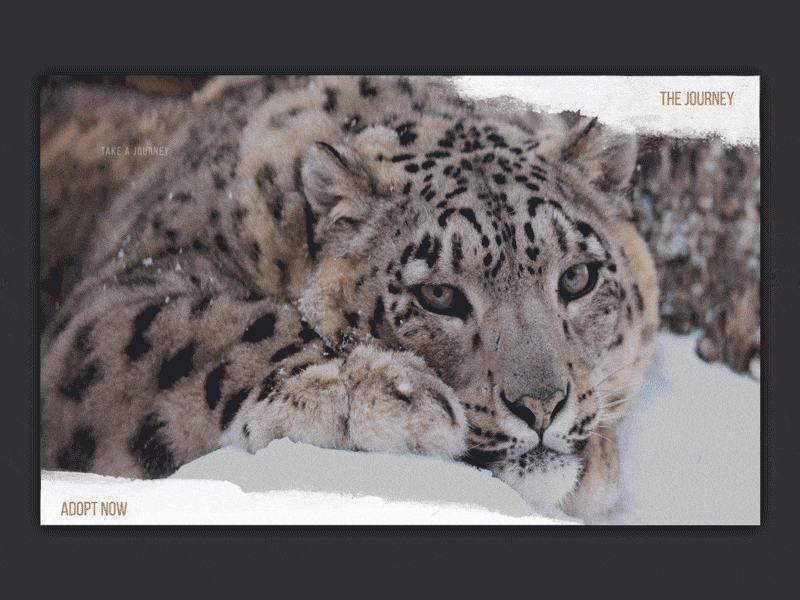 Snow Leopard Campaign 003 campaign conservation dailyui dailyui 003 donate endangered journey landing page leopard rescue slide snow story storytelling ui wildlife