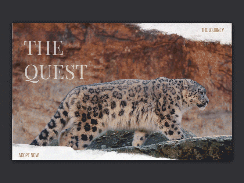 Snow Leopard Campaign #2 003 campaign conservation dailui dailyui003 donate endangered journey landing page leopard rescue slide snow story storytelling ui wildlife