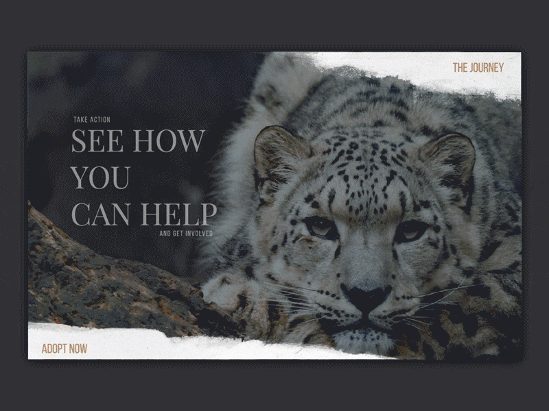 Snow Leopard Campaign #3 003 campaign conservation dailyui dailyui003 donate endangered journey landing page leopard rescue slide snow story storytelling ui wildlife