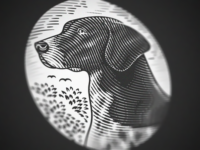German Shorthaired Pointer (Engraving Close up)