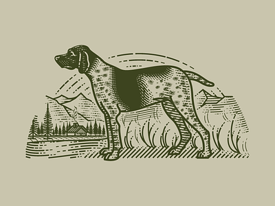 German Shorthaired Pointer (Molly Jogger) engraving etching illustration line art line engraving
