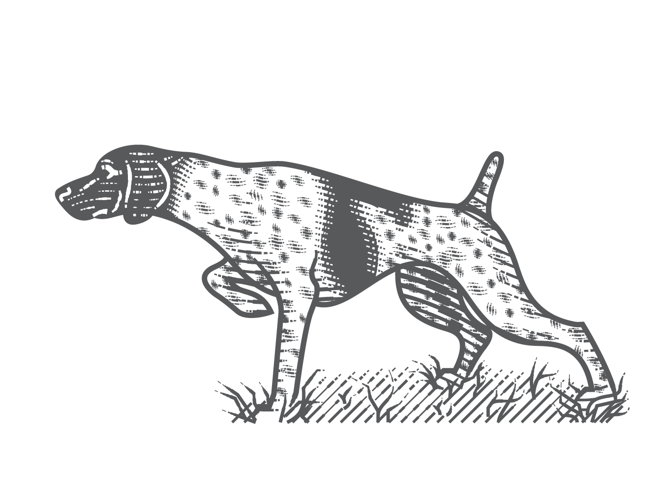 German Shorthaired Pointer by Peter Voth on Dribbble