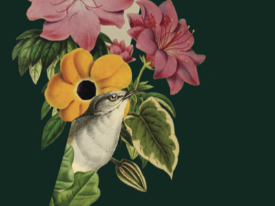 A snippet of something pretty bird collage flower leaf type