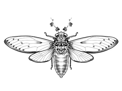 Cicada anotheroutsider cicada cicada design cicada illustration cicada tattoo dotwork georgian constantin illustration insect skull skull illustration stipple tattoo tattoo art tattoo artist tattoo design wings