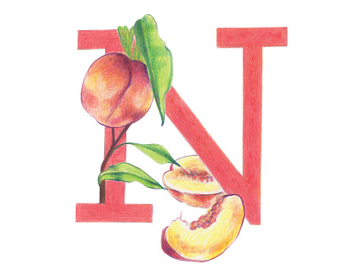 N is for Nectarine colored pencils fruit fruit letter hand drawn handlettering healthy illustration kids illustration typography typography art