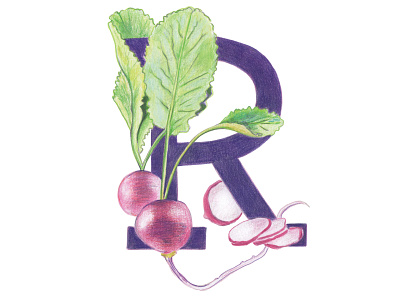 R is for Radish colored pencils hand drawn handlettering healthy illustration kids illustration radish typography typography art veggie veggie letter