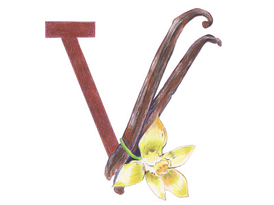 V is for Vanilla alphabet colored pencils hand drawn handlettering illustration lettering typography typography art vanilla
