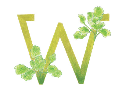 W is for Watercress alphabet colored pencils hand drawn handlettering illustration typography typography art veggie letter veggies