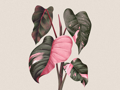 Pink Princess commission digital painting illustration jungle nature philodendron pink princess plant realistic painting tropical