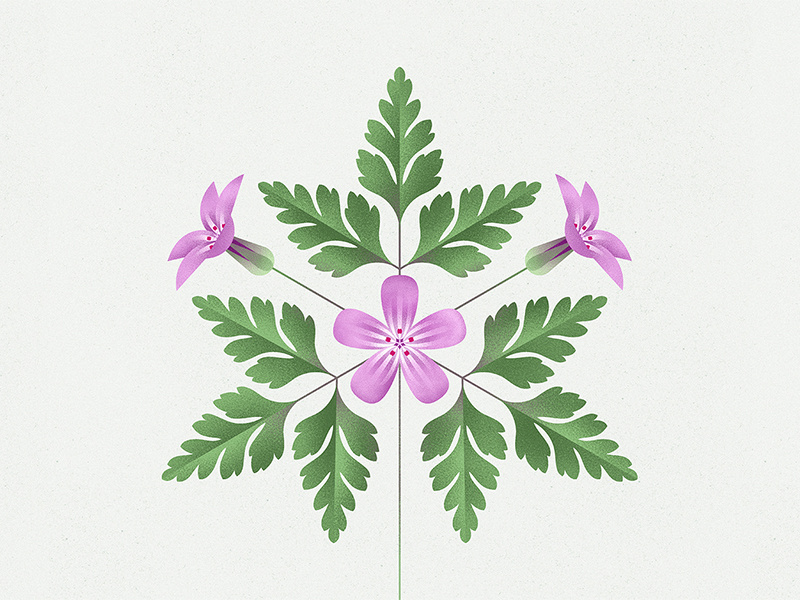 HerbRobert by Aga Więckowska on Dribbble