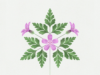 Herb-Robert botany flower geometric illustration modern natural history nature plant