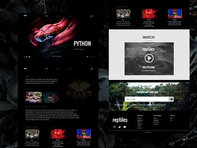 Design UI For Website. Name Of The Website Is reptiles