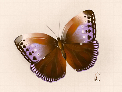 Butterfly butterfly illustration illustrator procreate