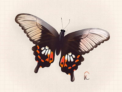 Butterfly.2