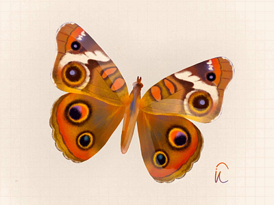 Butterfly 3 art butterfly illustration illustrator procreate