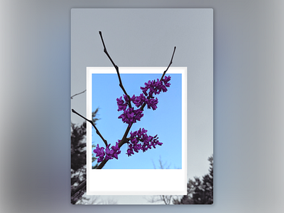 Blooms Polaroid