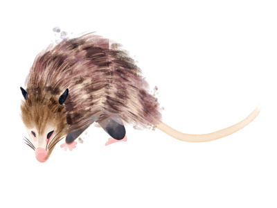Didelphis Virginiana icons illustration infographics nature watercolor