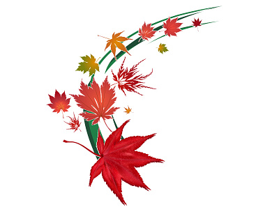 Vector Maple Leaves Illustration acer autumn fall graphic illustration leaf leaves maple palmatum swoosh vector woosh