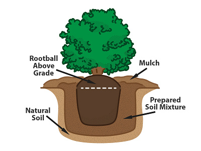 Vector Planting Diagram