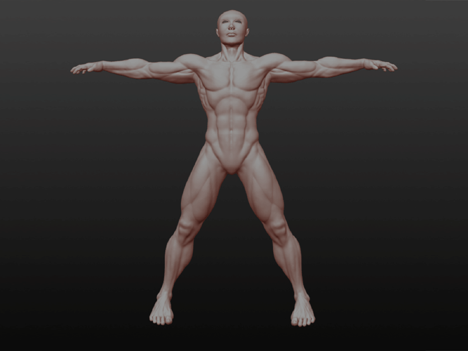 Anatomy Study 3d 3d modeling anatomy body clay design sculptris
