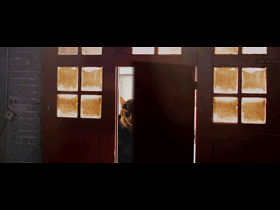 Seven Psychocats cats gif sevenpsychocats video